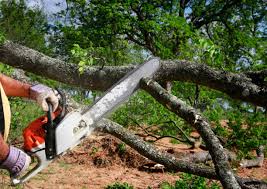 Best Tree Preservation Services  in Westwood, NJ